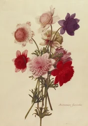 Unknown Image